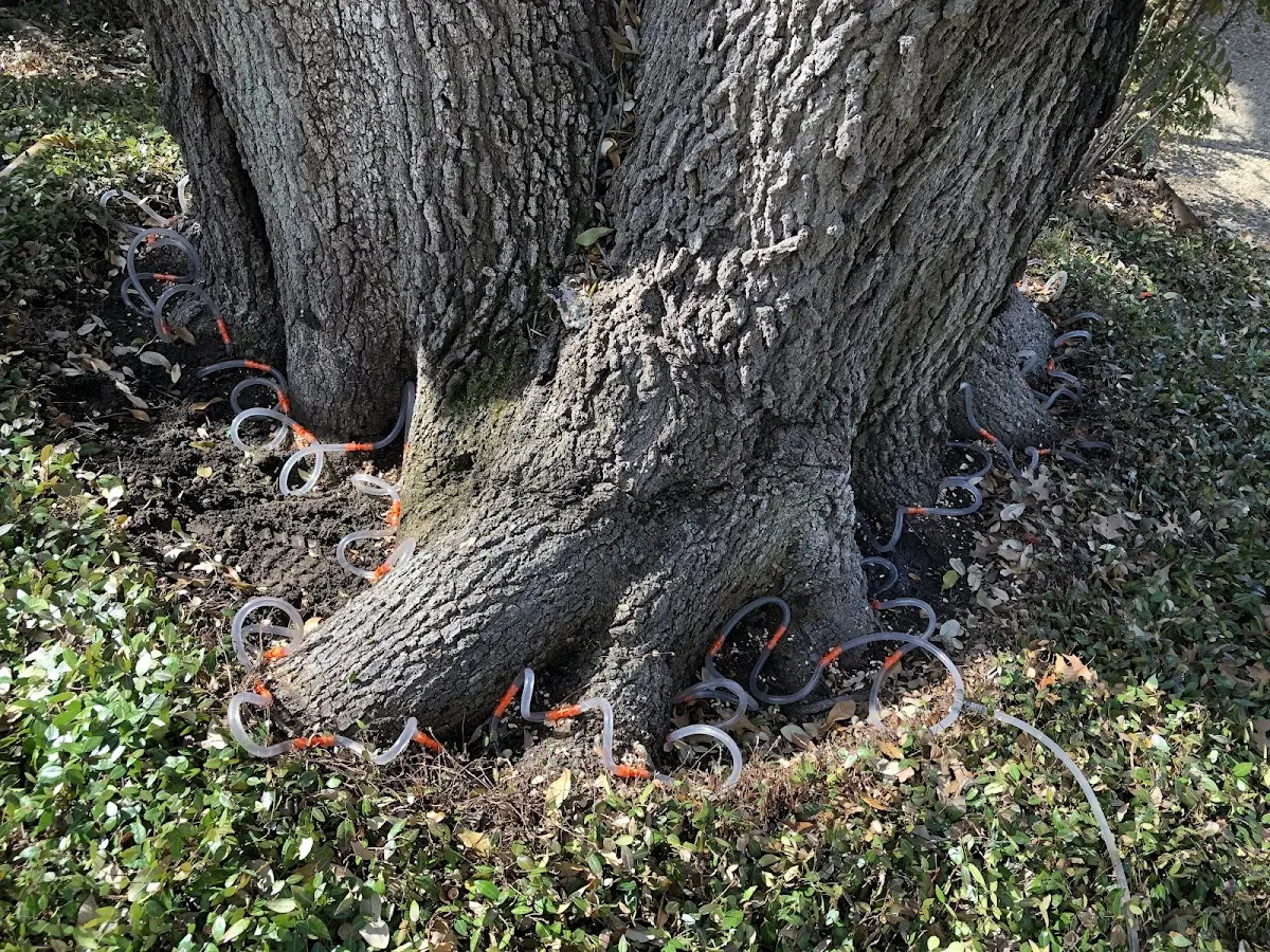 Detailed Tree Cabling and Bracing job site in Social Circle