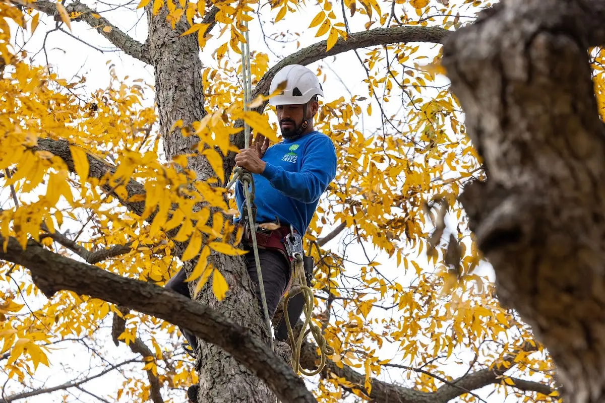 Skilled Tree Trimming crew working in Social Circle
